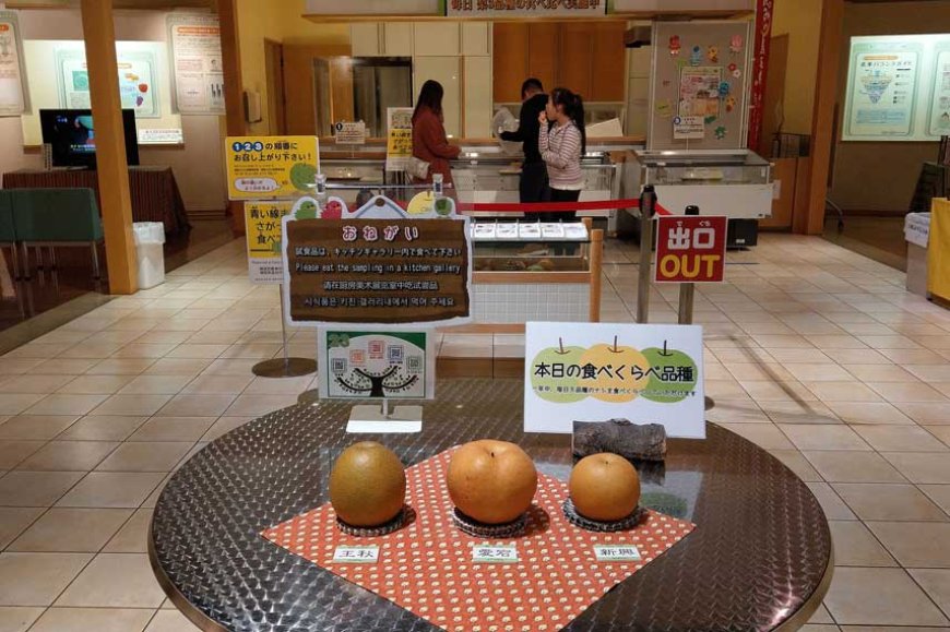 Japanese Pears From Tottori Prefecture Sold in the Philippines