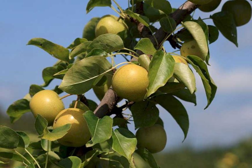 Shinseiki_Asian_pears_at_Lyman_Orchards