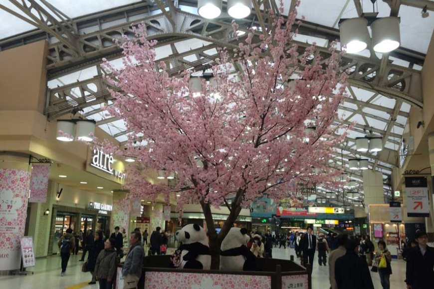 Japan in Springtime