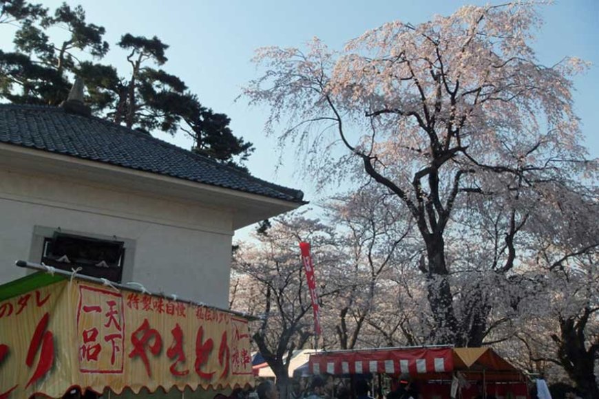 Shidarezakura variety (Japanese weeping cherry tree)