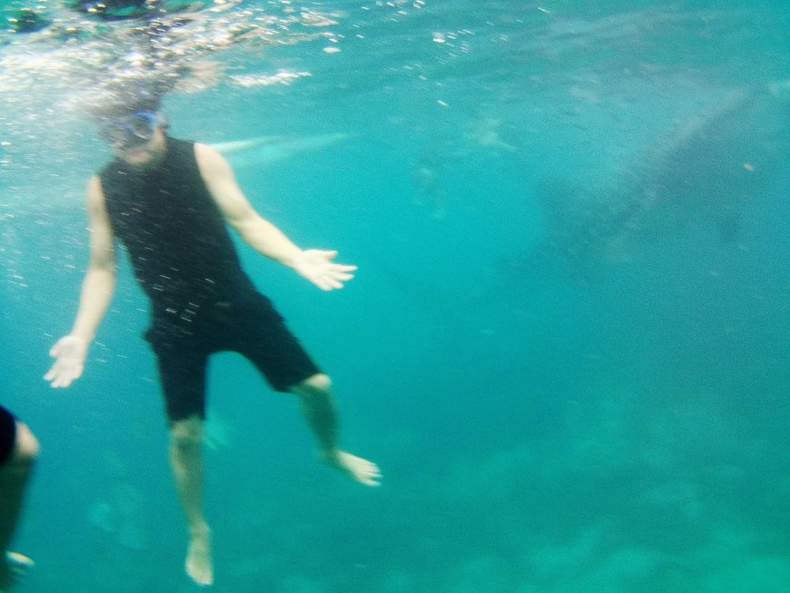 swimming-with-the-gentle-giants-a-mesmerizing-encounter-with-whale-sharks-in-oslob-cebu-04