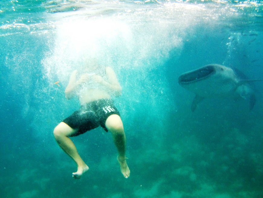 swimming-with-the-gentle-giants-a-mesmerizing-encounter-with-whale-sharks-in-oslob-cebu-05