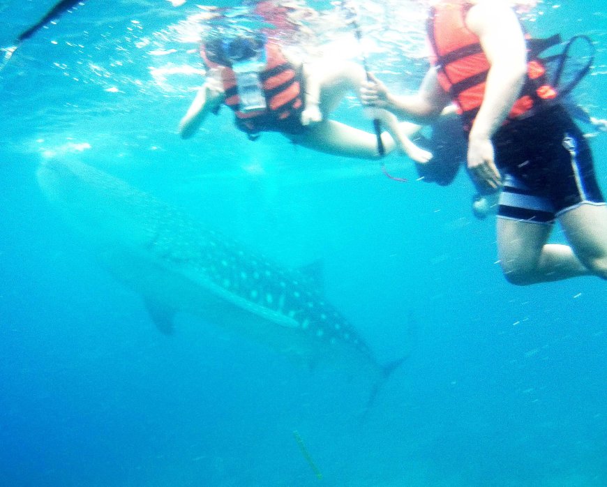 swimming-with-the-gentle-giants-a-mesmerizing-encounter-with-whale-sharks-in-oslob-cebu-06