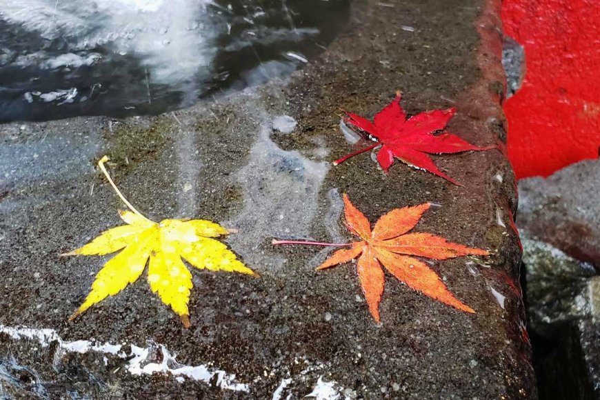 Autumn in Japan: A Symphony of Colors and Culture