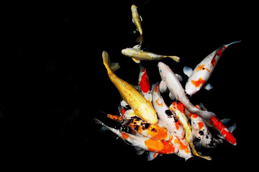 elegance-of-koi-fish-in-japan-02