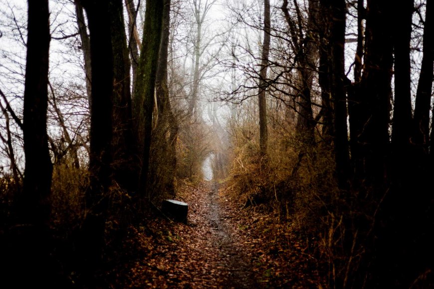 aokigahara-japans-mysterious-forest-03