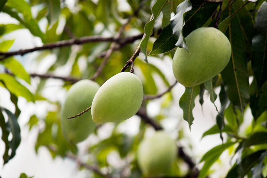 mango-in-the-philippines-a-tropical-treasure-04