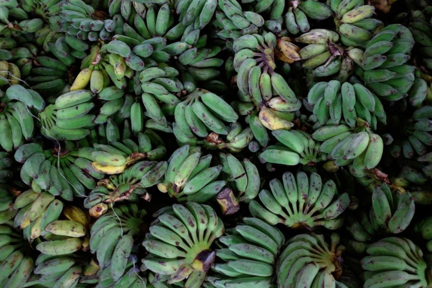 philippines-loses-second-place-in-global-banana-exports-03