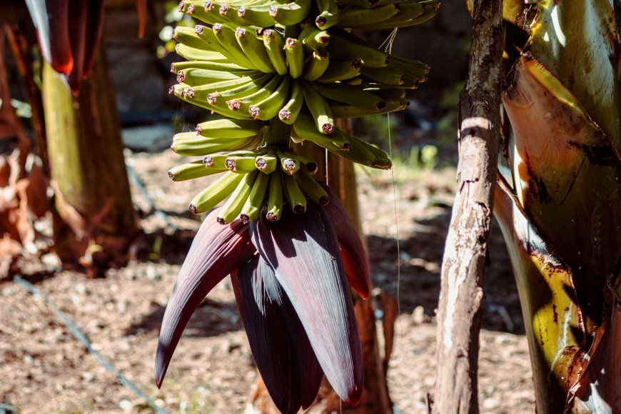 philippines-loses-second-place-in-global-banana-exports-05