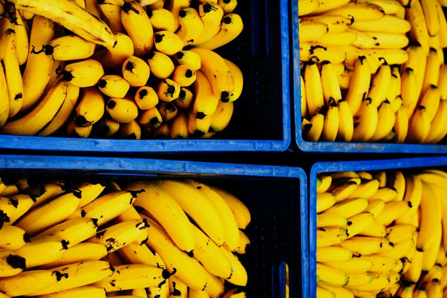 philippines-loses-second-place-in-global-banana-exports-07