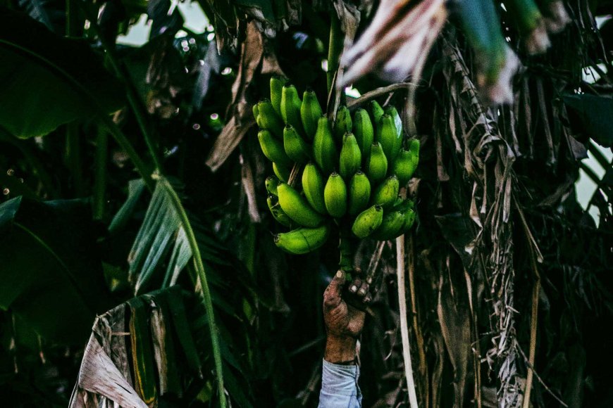 philippines-loses-second-place-in-global-banana-exports-10