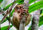 Tarsiers in the Philippines: Nature’s Tiny Marvels