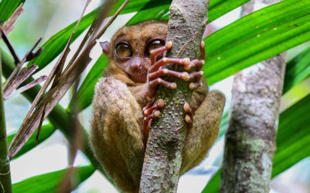 Tarsiers in the Philippines: Nature’s Tiny Marvels