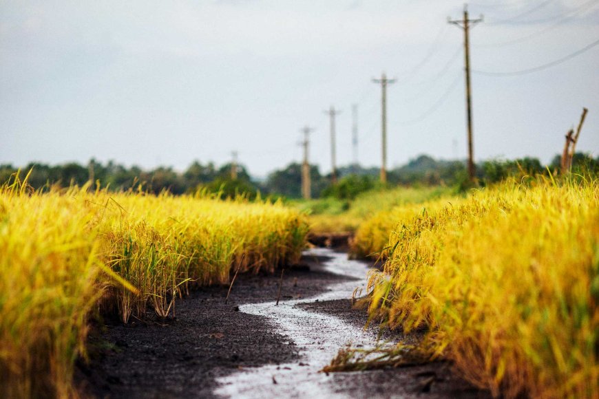 the-surge-in-rice-prices-whats-happening-and-why-03