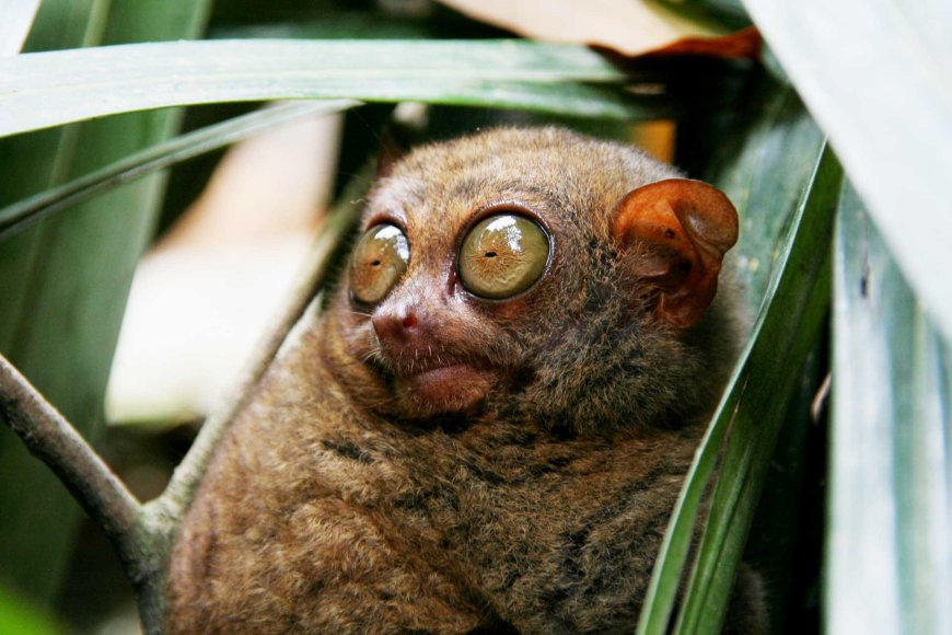 tarsiers-in-the-philippines-natures-tiny-marvels-02