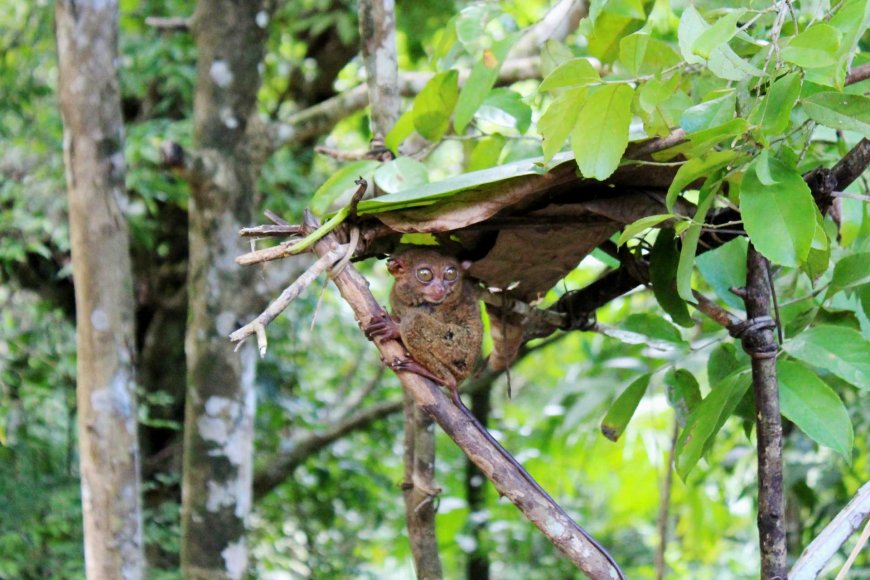 tarsiers-in-the-philippines-natures-tiny-marvels-03