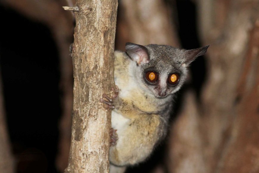 tarsiers-in-the-philippines-natures-tiny-marvels-04