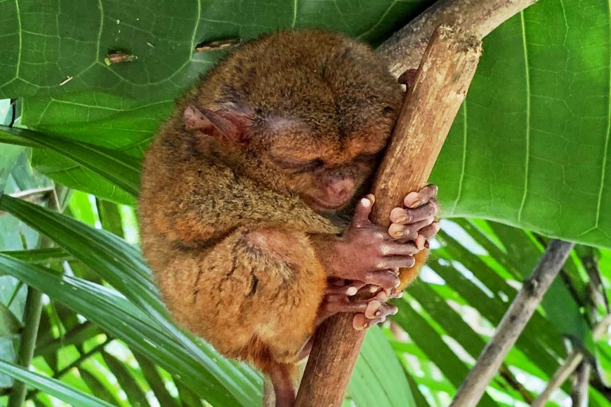 tarsiers-in-the-philippines-natures-tiny-marvels-05