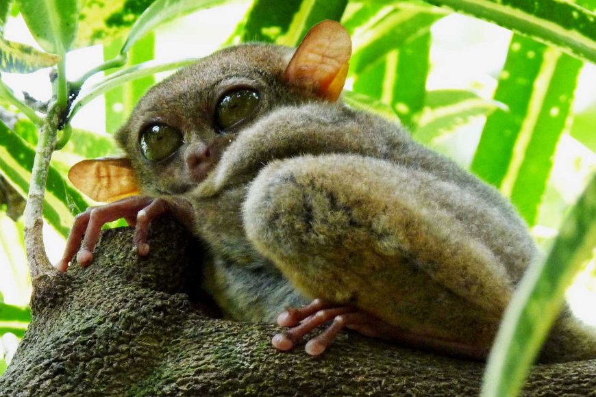 tarsiers-in-the-philippines-natures-tiny-marvels-06