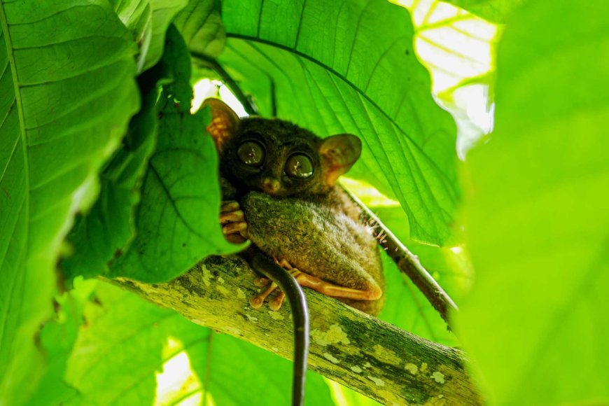 tarsiers-in-the-philippines-natures-tiny-marvels-07