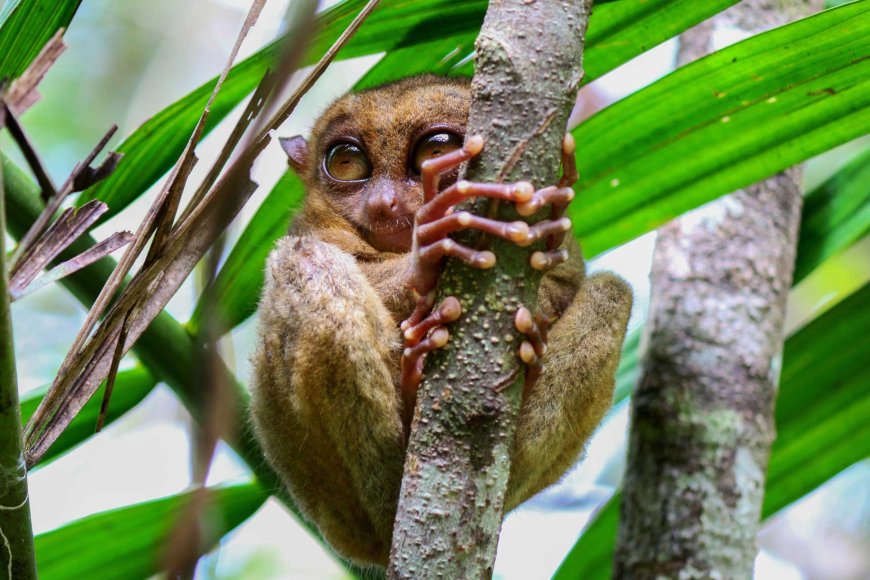 Tarsiers in the Philippines: Nature’s Tiny Marvels