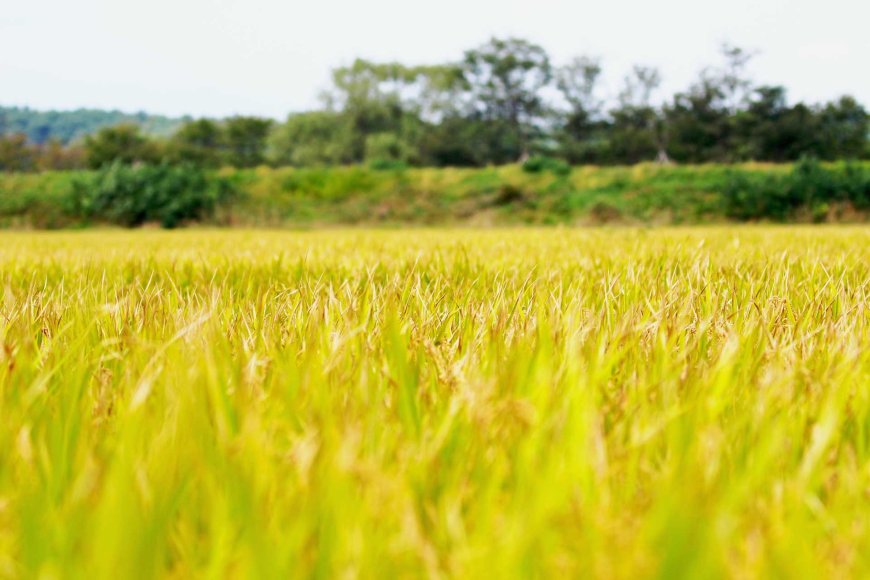 sinimulan-na-ng-niigata-ang-pagpapadala-ng-koshihikari-rice-06