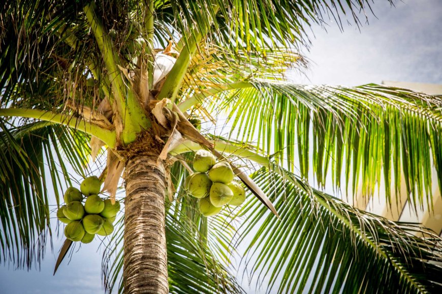 tuba-the-philippines-ancient-coconut-wine-02