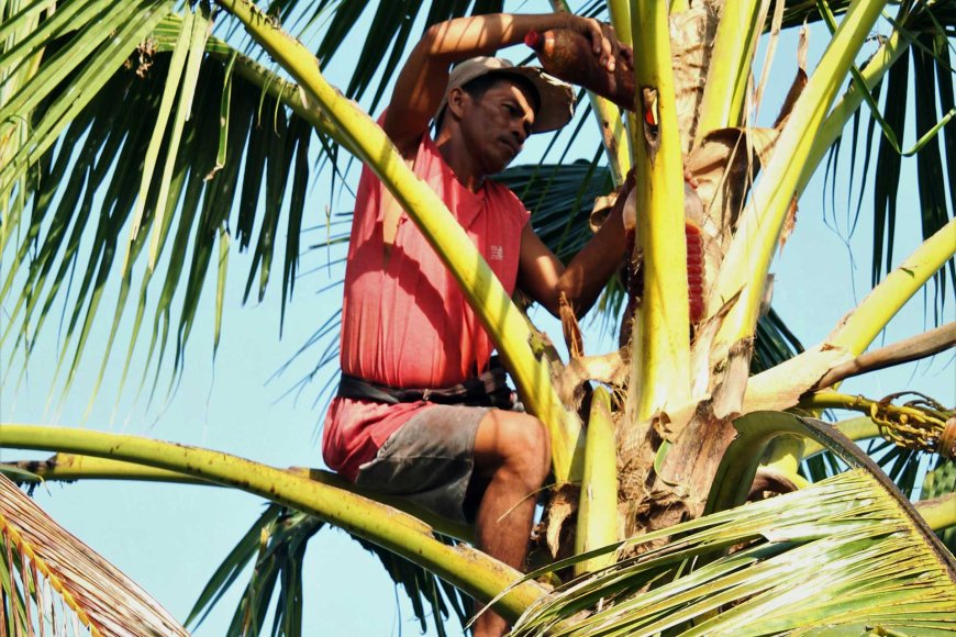 tuba-the-philippines-ancient-coconut-wine-06