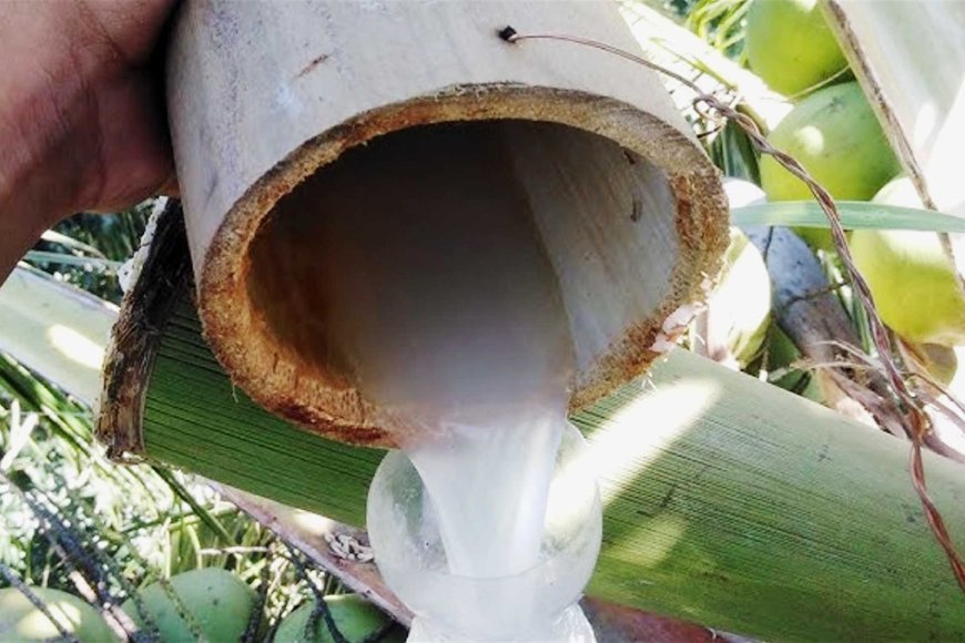 Tuba: The Philippines' Ancient Coconut Wine