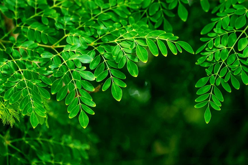 Malunggay in the Philippines: The Miracle Tree of Life