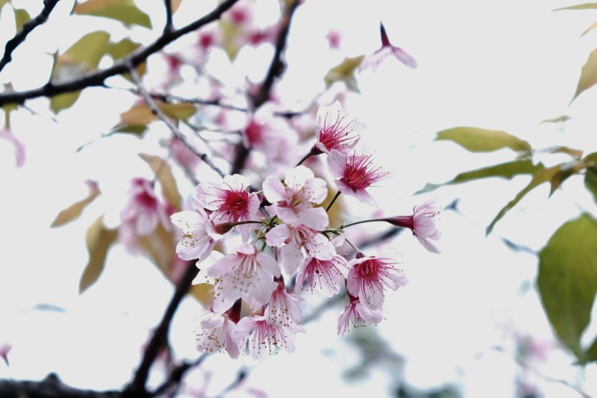 shunbun-no-hi-春分の日-celebrating-japans-spring-equinox-05