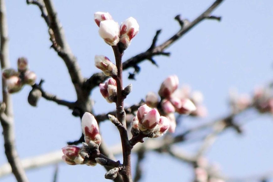 cherry-blossoms-bloom-right-on-time-in-tokyo-04