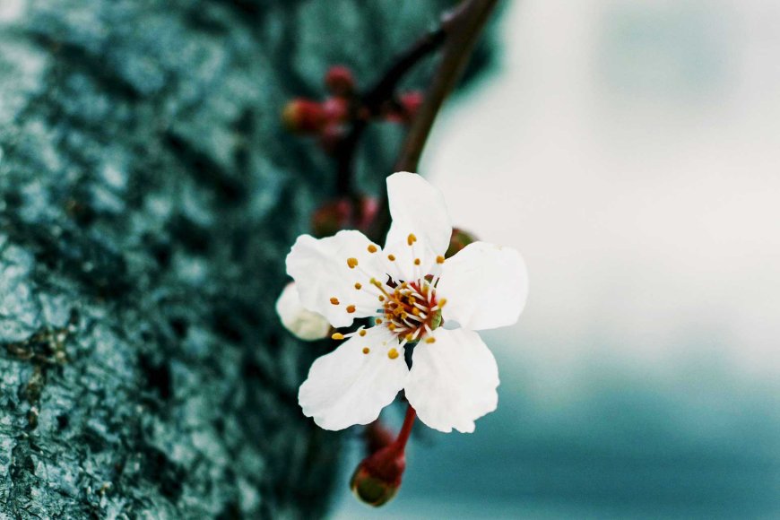 cherry-blossoms-bloom-right-on-time-in-tokyo-05