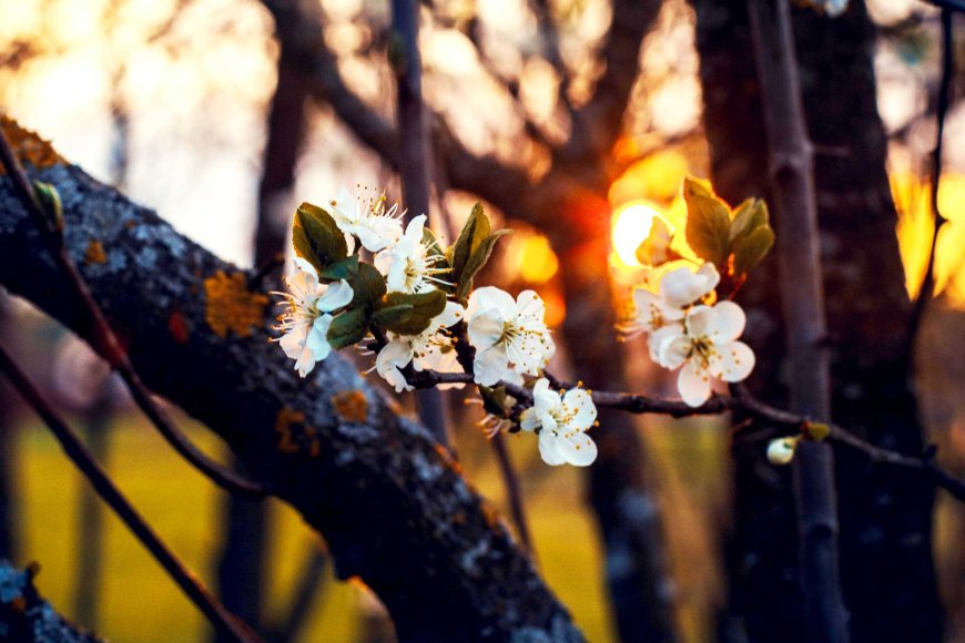 cherry-blossoms-bloom-right-on-time-in-tokyo-06