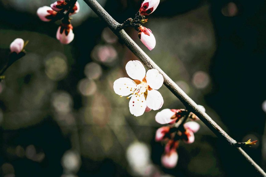 cherry-blossoms-bloom-right-on-time-in-tokyo-07