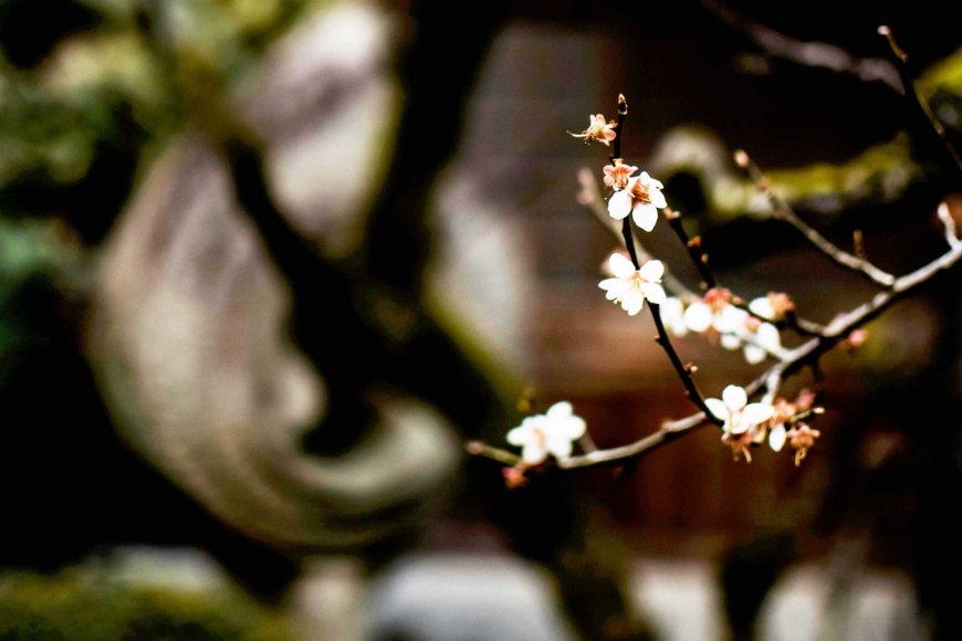 Cherry Blossoms Bloom Right on Time in Tokyo