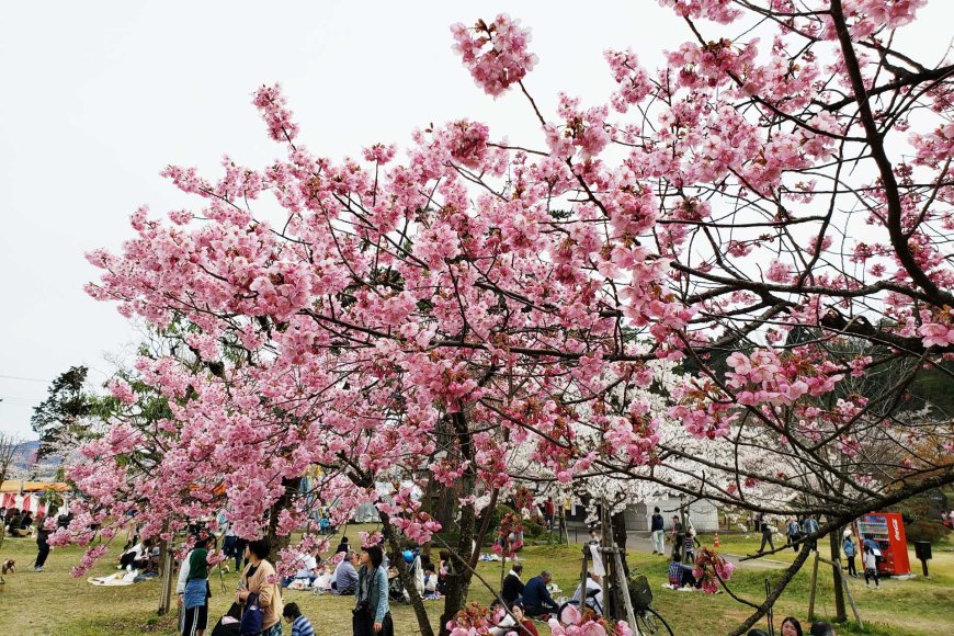 spring-in-japan-2025-a-season-of-blossoms-festivals-and-traditions-07