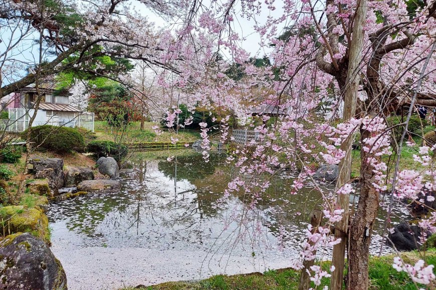 spring-in-japan-2025-a-season-of-blossoms-festivals-and-traditions-08