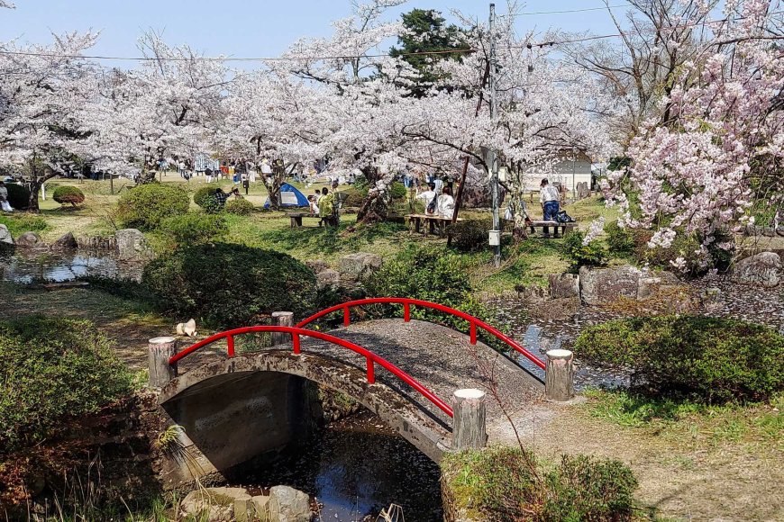 Spring in Japan 2025: A Season of Blossoms, Festivals, and Traditions